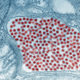 The Eastern equine encephalitis virus (in red) seen magnified in the salivary gland tissue of an infected mosquito.